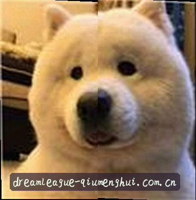 陈磊